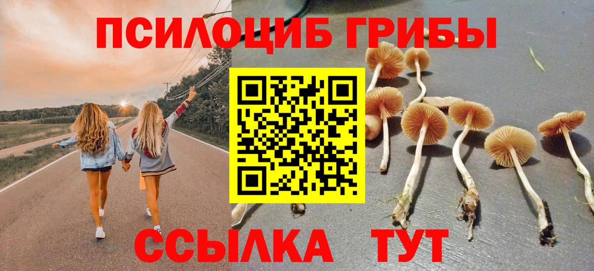 Галлюциногенные грибы Psilocybe Великие Луки